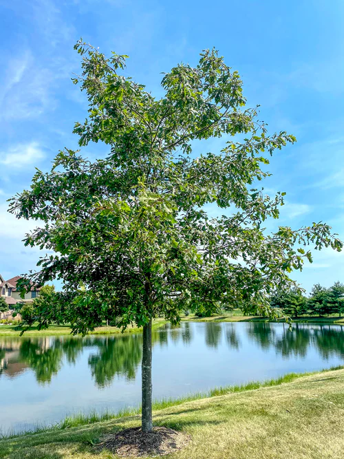 White Oak tree in a landscape